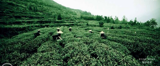 茶園宣傳片，廣告宣傳片